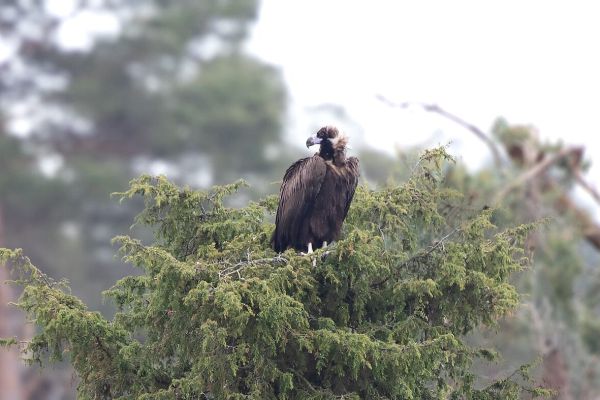 Cinereous Vulture