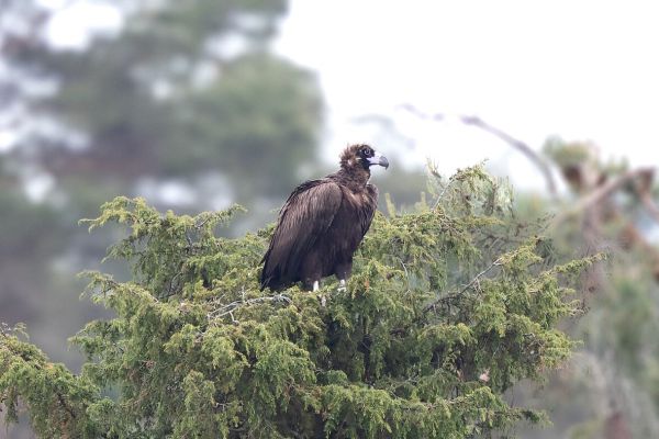 Cinereous Vulture