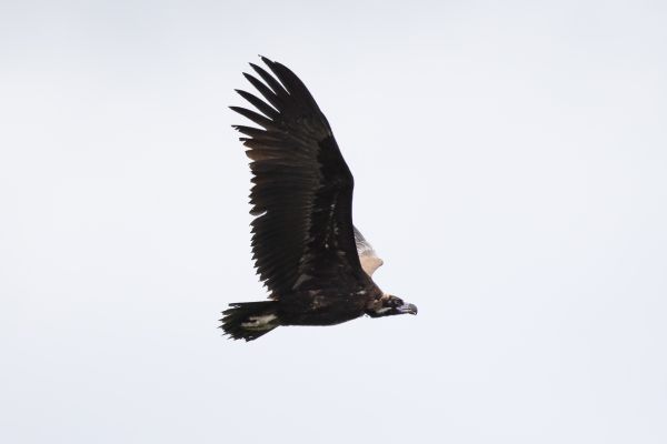 Cinereous Vulture