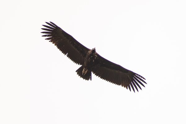 Cinereous Vulture