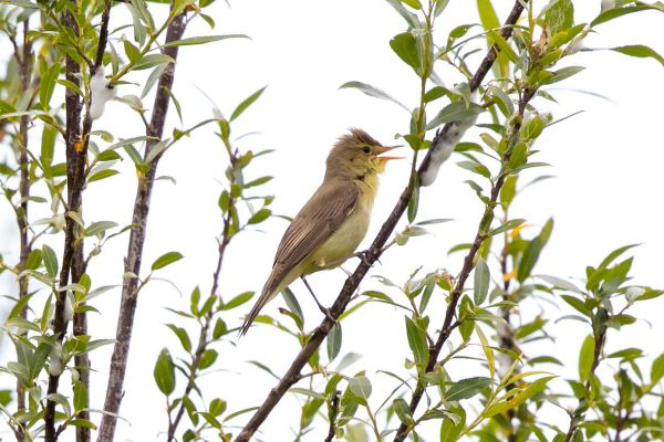 Melodious Warbler