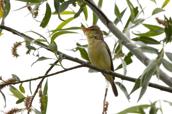 Melodious Warbler