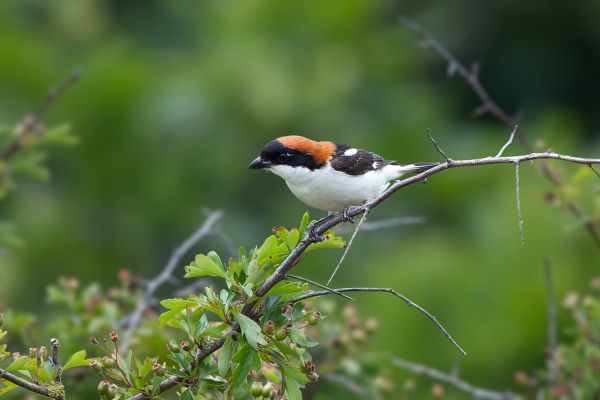 Woodchat Shrike