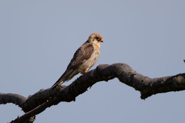 Red-footed Falcon