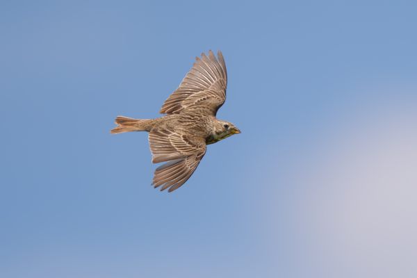 Corn Bunting