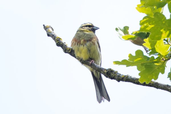 Cirl Bunting