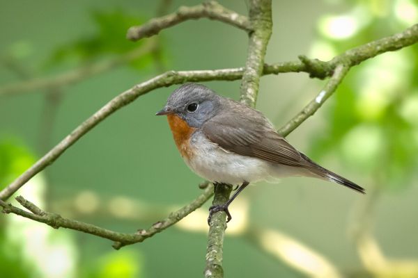 Red-breasted Flycatcher