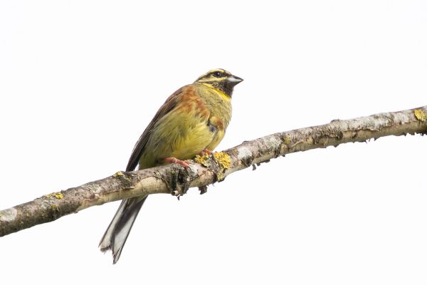 Cirl Bunting