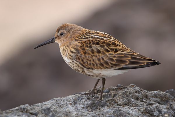 Dunlin