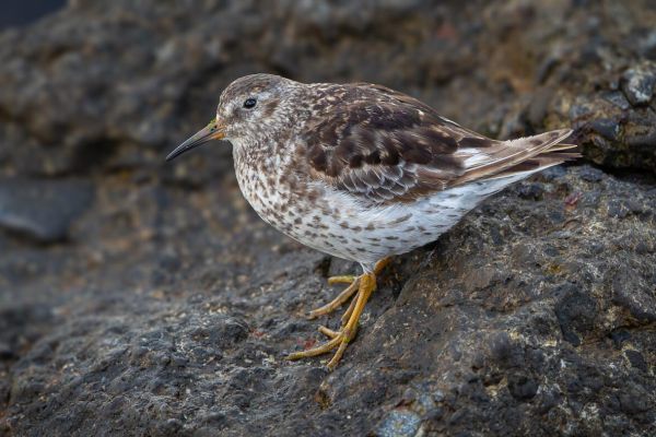 Purple Sandpiper