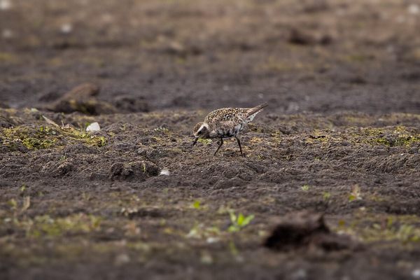 American Golden Plover