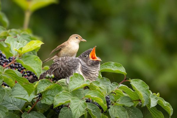 Common Cuckoo