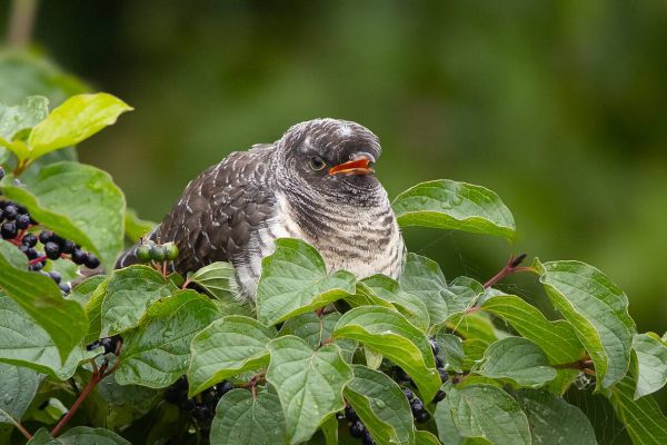 Common Cuckoo