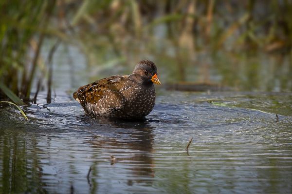Spotted Crake