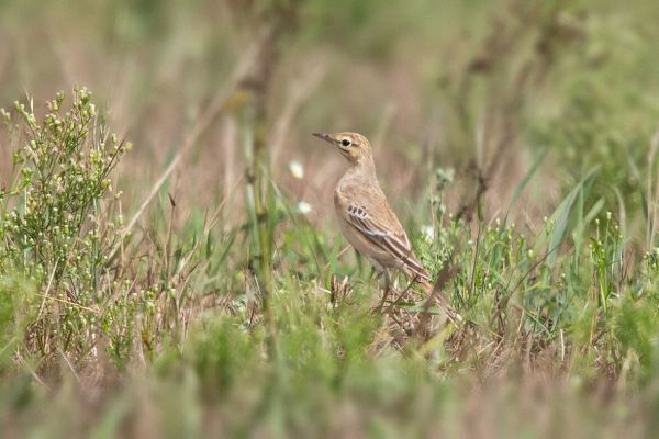 Tawny Pipit