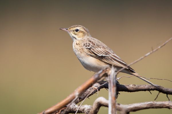 Tawny Pipit