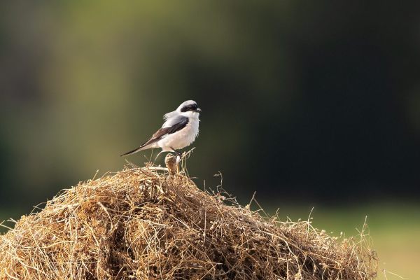 Lesser Grey Shrike
