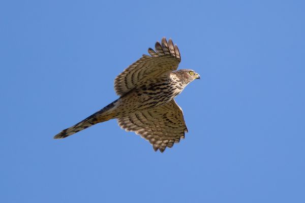 Eurasian Goshawk