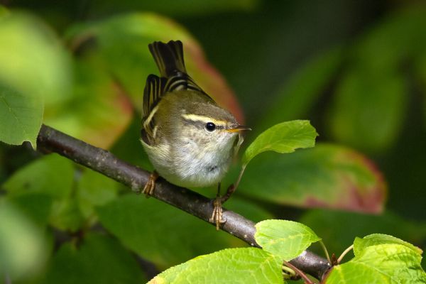 Yellow-browed Warbler