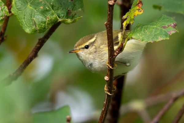 Yellow-browed Warbler