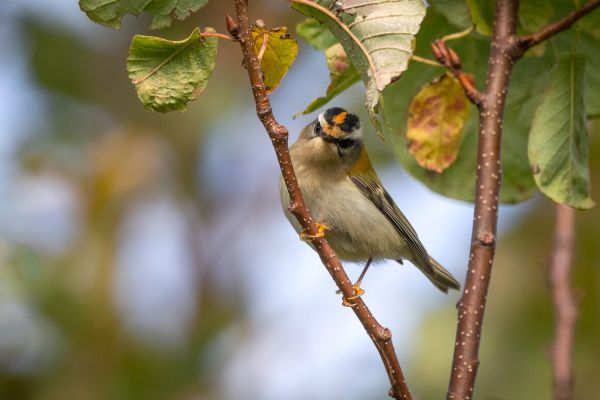Common Firecrest