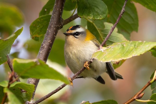 Common Firecrest