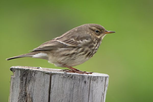 European Rock Pipit