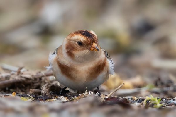 Snow Bunting