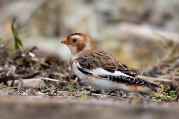 Snow Bunting
