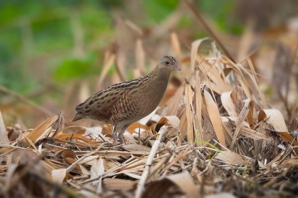 Corn Crake