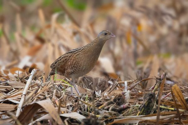 Corn Crake