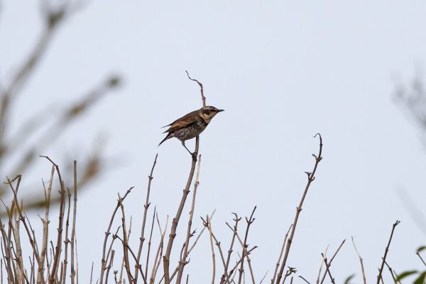 Dusky Thrush