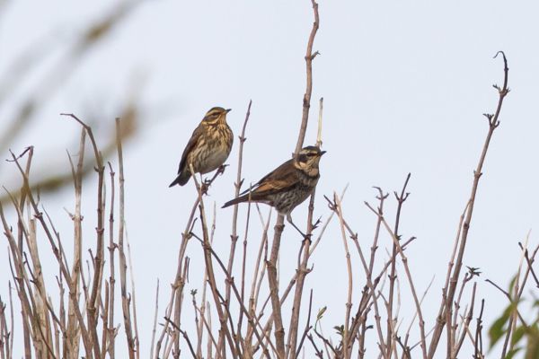 Dusky Thrush