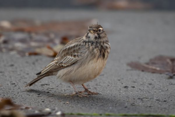 Crested Lark