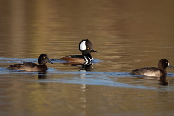 Hooded Merganser