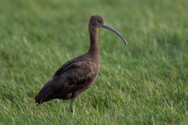 Glossy Ibis