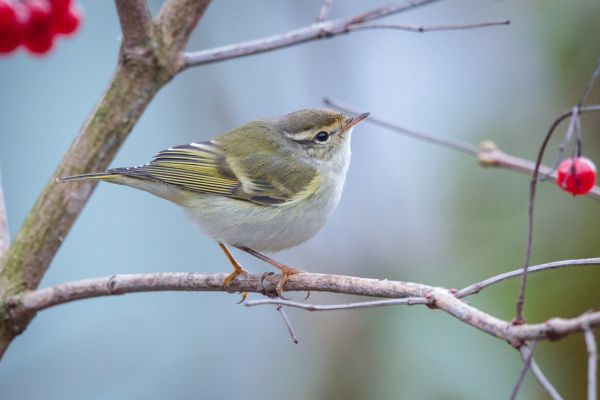 Yellow-browed Warbler