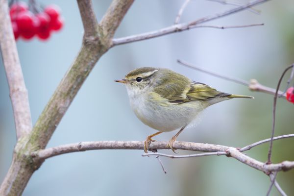 Yellow-browed Warbler