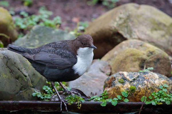 White-throated Dipper