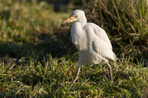 Western Cattle Egret