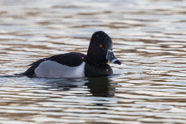 Ring-necked Duck