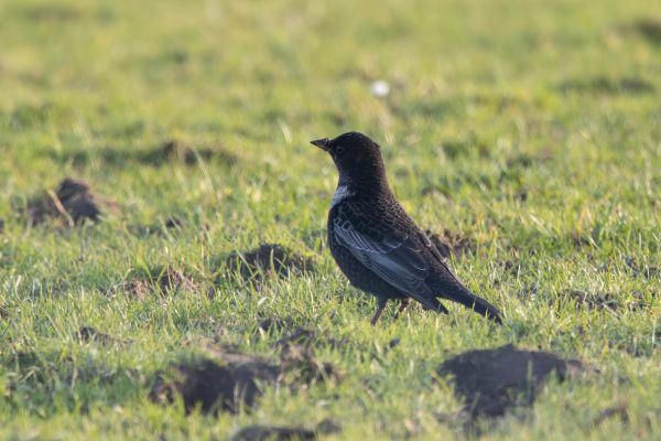 Ring Ouzel