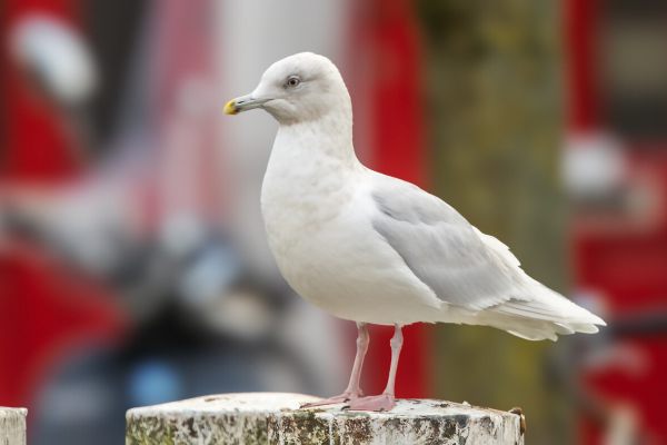 Iceland Gull
