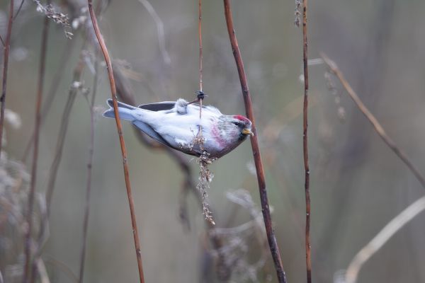 Arctic Redpoll