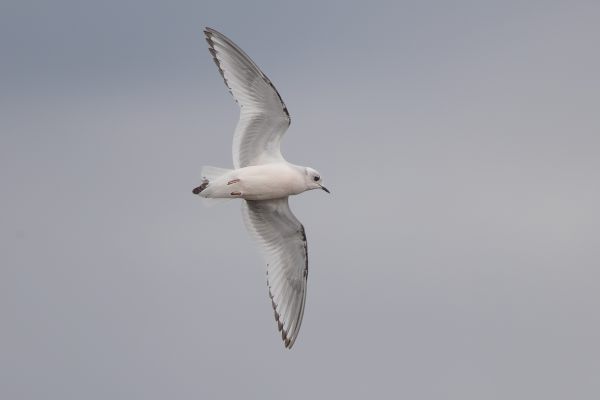 Ross's Gull