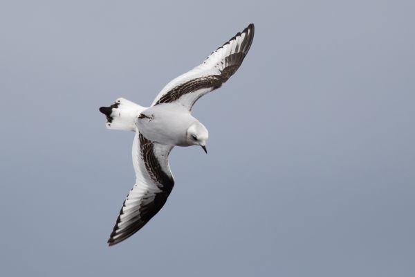Ross's Gull