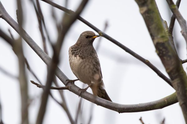 Black-throated Thrush