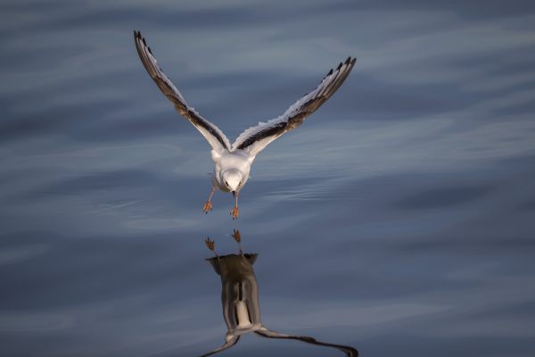 Ross's Gull