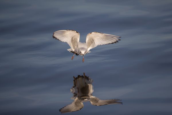 Ross's Gull