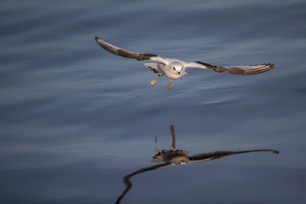 Ross's Gull